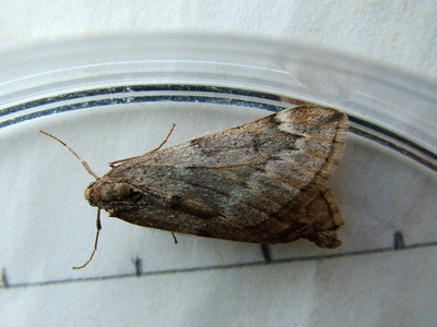 March Moth